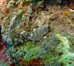 Dermatobranchus striatus