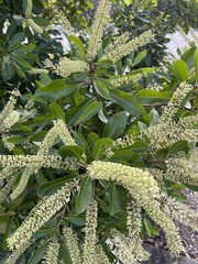 Buckinghamia celsissima