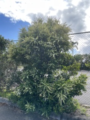 Buckinghamia celsissima