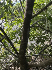 Buckinghamia celsissima