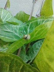 Paraselenis