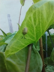 Paraselenis