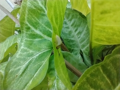 Paraselenis
