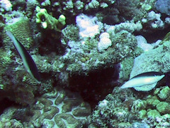 Anampses neoguinaicus
