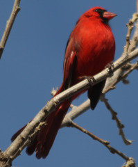 Cardinalis cardinalis