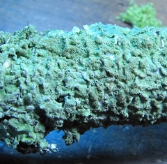 Crespoa crozalsiana