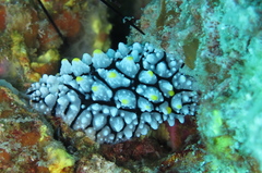 Phyllidia elegans