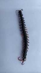 Parotostigmus