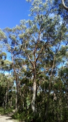 Eucalyptus piperita