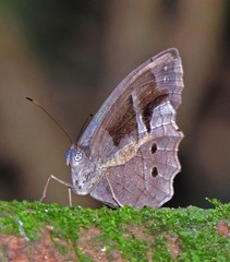 Posttaygetis penelea