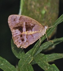 Posttaygetis penelea