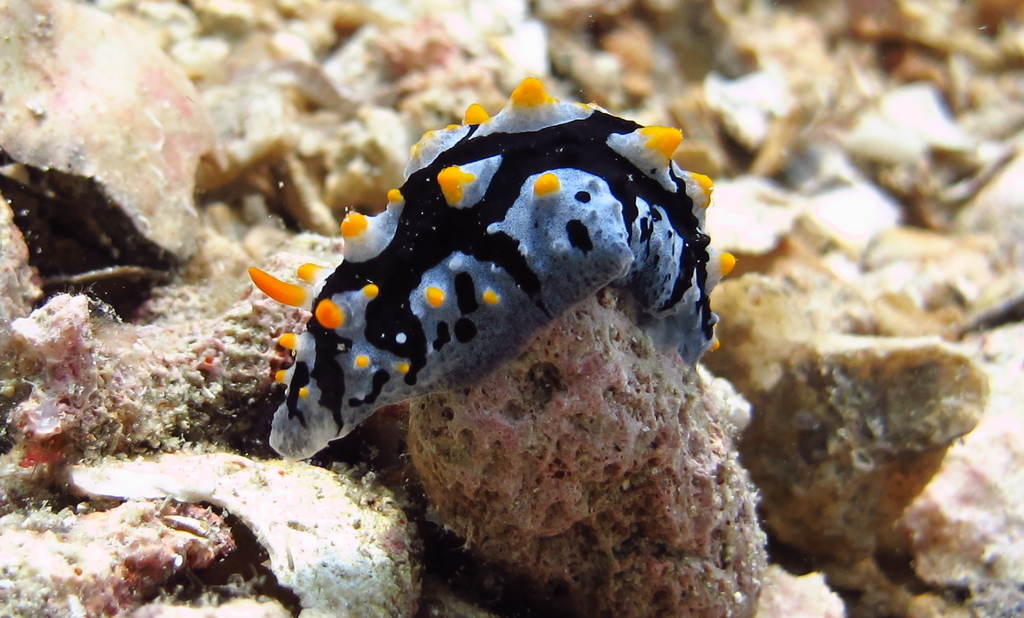 Black-rayed phyllidia