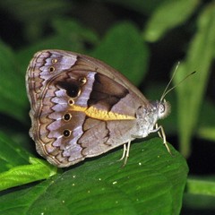 Posttaygetis penelea