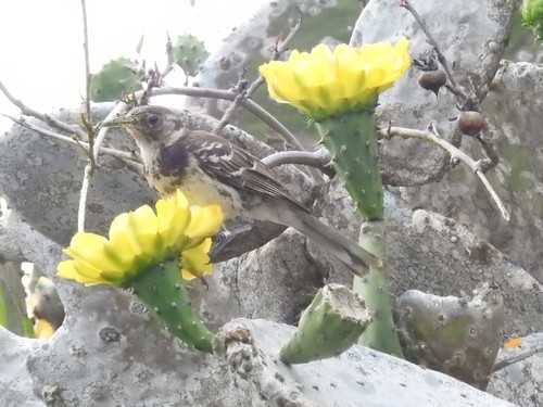 Floreana Mockingbird (Mimus trifasciatus), photo 3