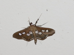 Omiodes odontosticta