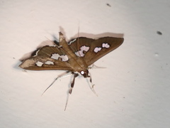 Omiodes odontosticta