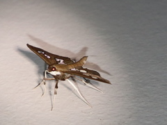 Omiodes odontosticta
