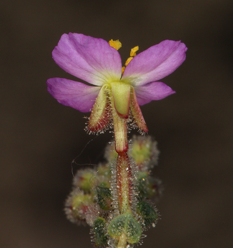Chylismia heterochroma (Chylismia heterochroma)