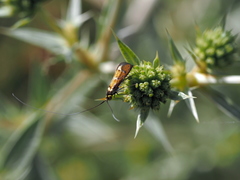 Nemophora pfeifferella
