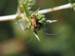 Nemophora pfeifferella