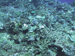 Anampses neoguinaicus