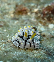 Phyllidia elegans