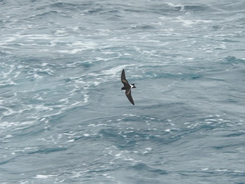 wedge-rumped storm-petrel (Hydrobates tethys)