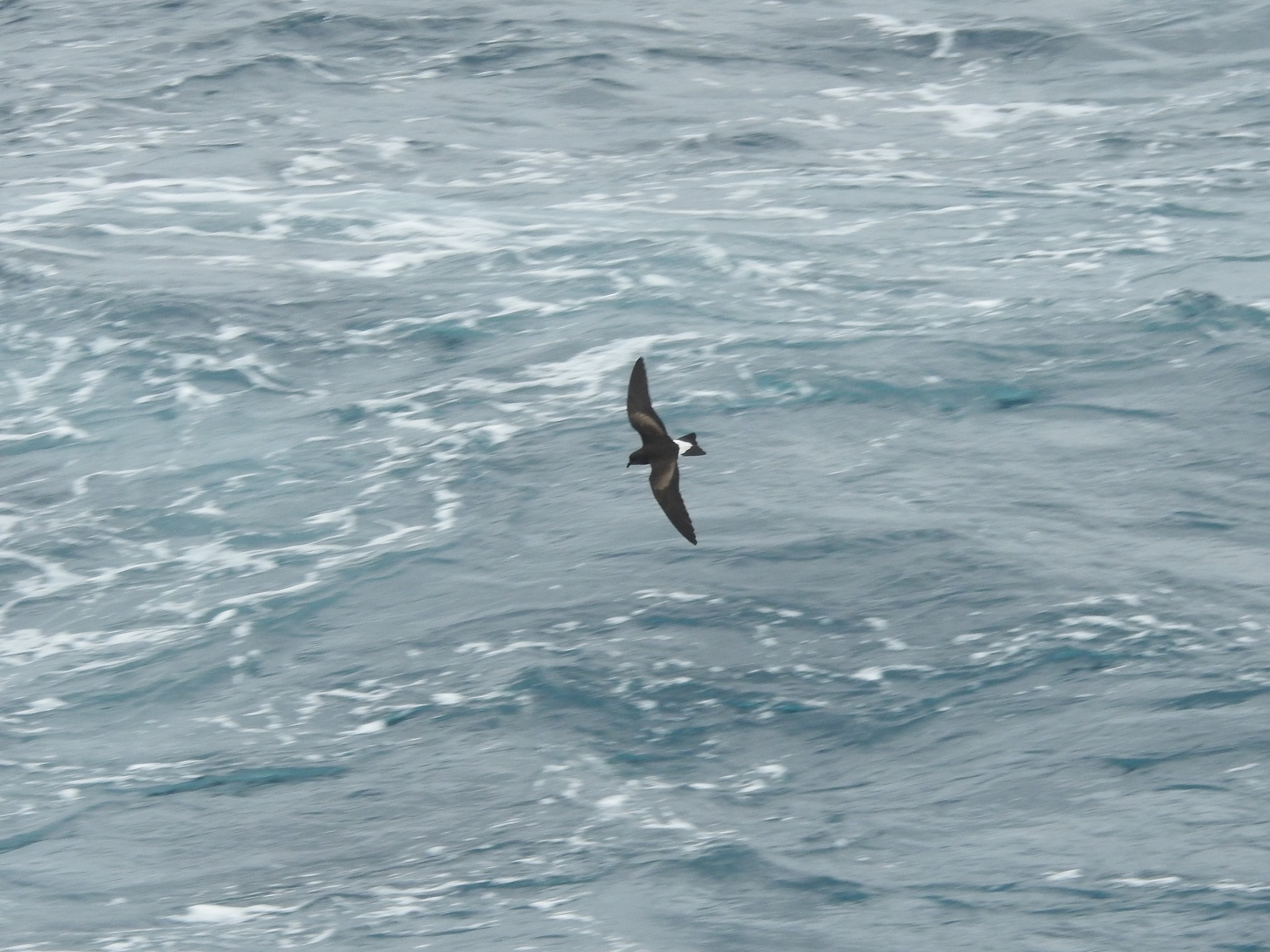 Wedge-rumped Storm-Petrel (Hydrobates tethys)