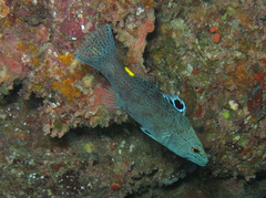 Arrow-Head Soapfish photo 5