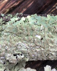 Crespoa crozalsiana