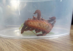 Phobetron hipparchia