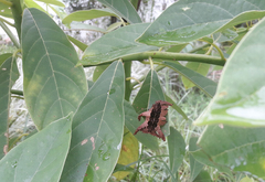 Phobetron hipparchia