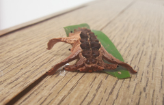 Phobetron hipparchia