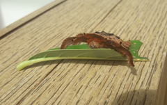 Phobetron hipparchia