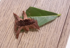 Phobetron hipparchia