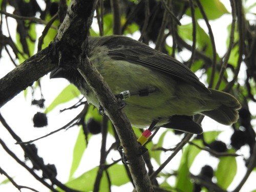Medium Tree Finch (Camarhynchus pauper), photo 3
