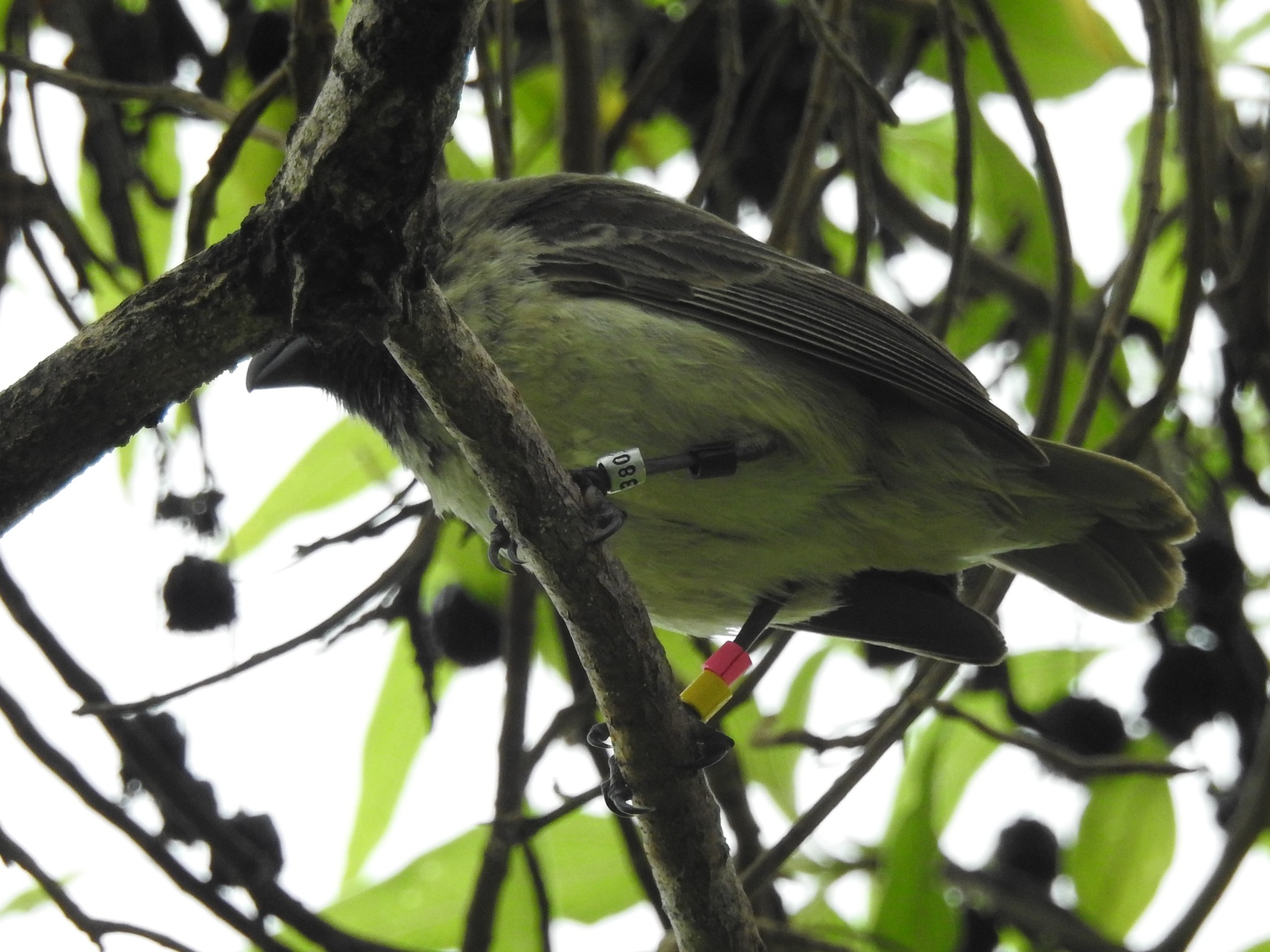 Medium Tree Finch (Camarhynchus pauper), photo 3