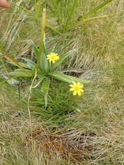 Microseris scapigera