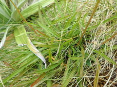 Microseris scapigera