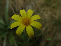 Microseris scapigera