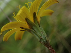 Microseris scapigera