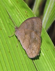 Pseudodebis euptychidia