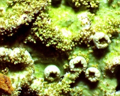 Crespoa crozalsiana
