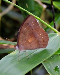 Pseudodebis euptychidia