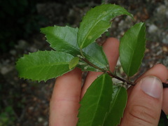 Hoheria ovata