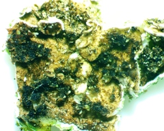 Crespoa crozalsiana