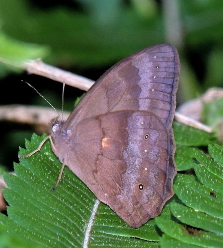 Pseudodebis euptychidia