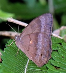 Pseudodebis euptychidia