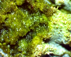 Crespoa crozalsiana