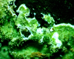 Crespoa crozalsiana